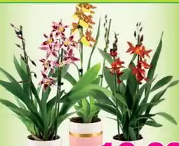 Blumen B&B Orchidee Cambria Angebot