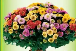 Blumen B&B Chrysanthemen Santini Angebot