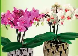Blumen B&B Mini Orchidee Phalaenopsis Angebot