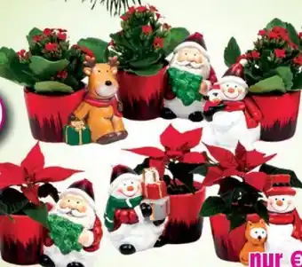 Blumen B&B Weihnachtsfiguren Angebot