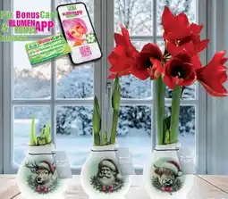 Blumen B&B Amaryllis X-Mas Angebot