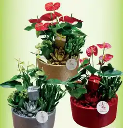 Blumen B&B Weihnachtsarrangement mit Anthurium Angebot