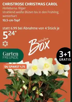 Bellaflora Christrose christmas carol Angebot