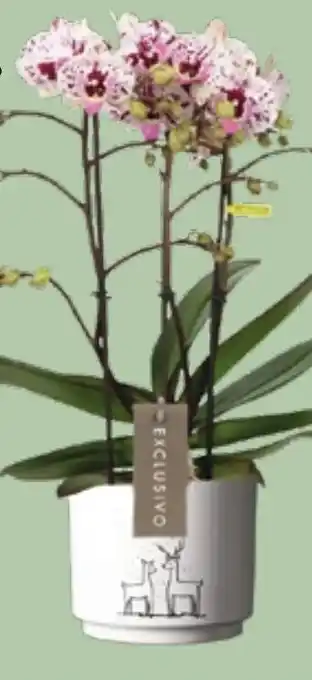 Bellaflora Phalaenopsis athena Angebot