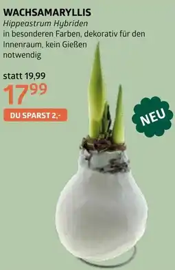 Bellaflora Wachsamaryllis Angebot