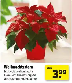 Hagebau Weihnachtsstern Angebot