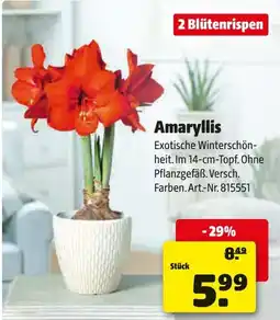 Hagebau Amaryllis Angebot