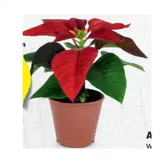 Hofer Weihnachtsstern Ø-Topf: 9 cm, H ca. 18 - 20 cm HOFER Angebot