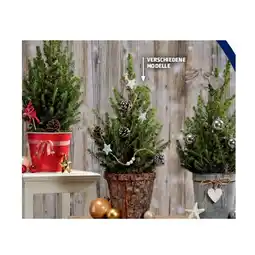 Hofer Weihnachtsbäumchen versch. Modelle HOFER Angebot