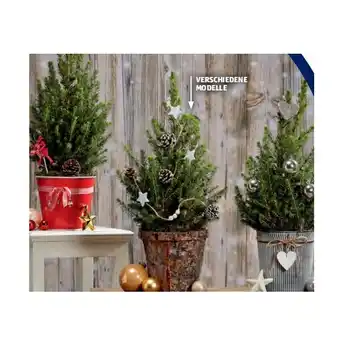 Hofer Weihnachtsbäumchen versch. Modelle HOFER Angebot