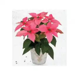 Hofer Weihnachtsstern Ø-Topf: 10,5 cm, inkl. weihnachtlicher Keramik, H ca. 24 - 26 cm HOFER Angebot