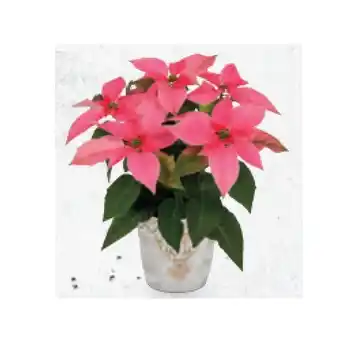 Hofer Weihnachtsstern Ø-Topf: 10,5 cm, inkl. weihnachtlicher Keramik, H ca. 24 - 26 cm HOFER Angebot