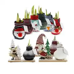 Hofer Amaryllis Xmas versch. Farben und Modelle HOFER Angebot