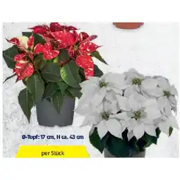 Hofer Weihnachtsstern Ø-Topf: 17 cm, H ca. 43 cm HOFER Angebot