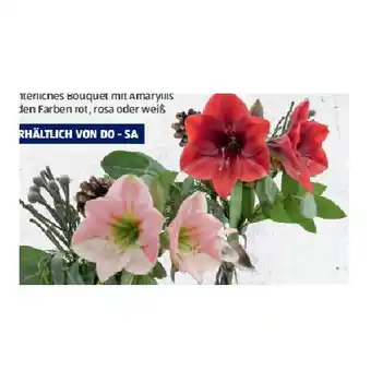 Hofer Amaryllis-Bouquet HOFER Angebot