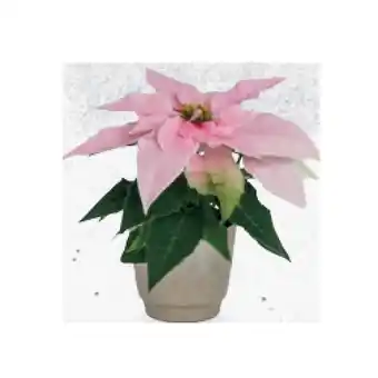 Hofer Weihnachtsstern Ø-Topf: 6 cm, inkl. weihnachtlicher Keramik, H ca. 13 - 15 cm HOFER Angebot