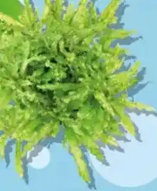 Hornbach Wasserpest tropische Art Angebot