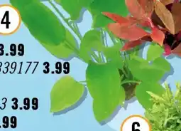 Hornbach Argentin froschlöffel Angebot