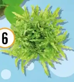 Hornbach Kleiner Wasserstern Angebot