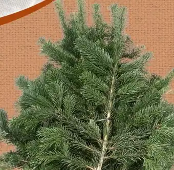 Spar Reisig Nordmanntanne Angebot