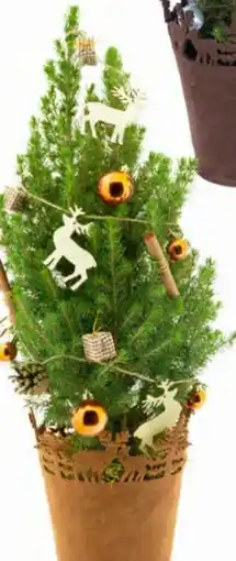 Eurospar Weihnachtsbäumchen Picea Angebot
