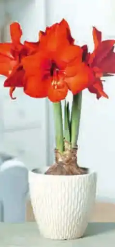 Hagebau Garten Krone Amaryllis Angebot