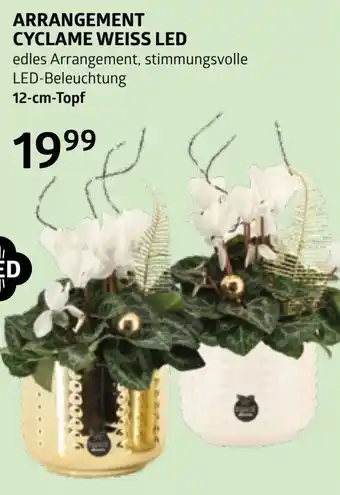 Bellaflora Arrangement cyclame weiss led Angebot