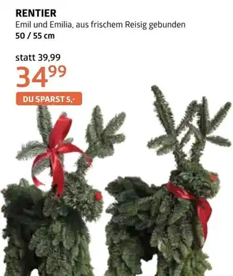 Bellaflora Rentier Angebot