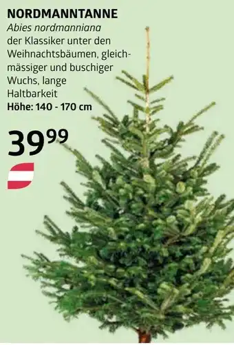 Bellaflora Nordmanntanne Angebot
