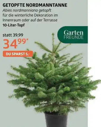 Bellaflora Getopfte nordmanntanne Angebot