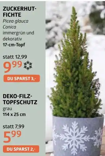 Bellaflora Zuckerhut- fichte Angebot