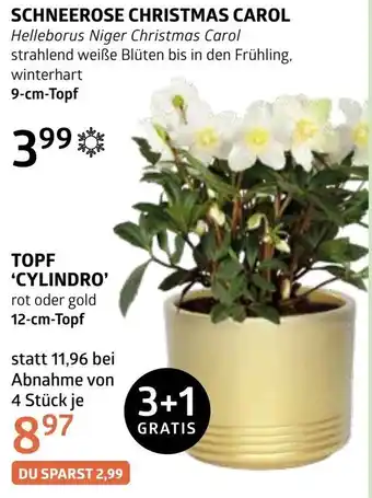 Bellaflora Schneerose christmas carol Angebot