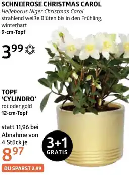 Bellaflora Topf 'cylindro' Angebot