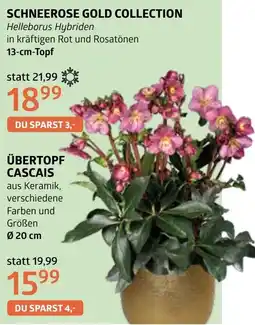 Bellaflora Schneerose gold collection Angebot