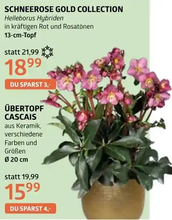 Bellaflora Schneerose gold collection Angebot