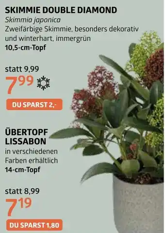 Bellaflora Skimmie double diamond Angebot