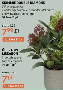 Bellaflora Übertopf lissabon Angebot