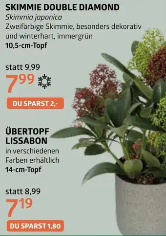 Bellaflora Übertopf lissabon Angebot