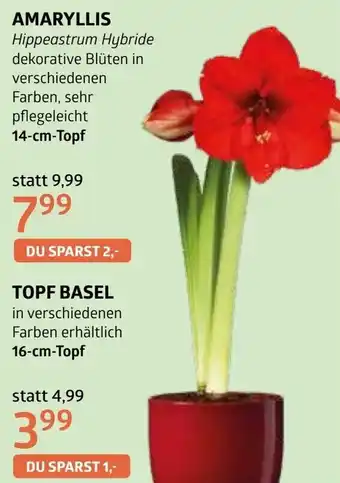 Bellaflora Amaryllis Angebot