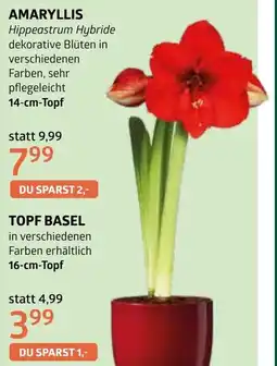 Bellaflora Topf basel Angebot