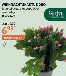 Bellaflora Weihnachtskaktus duo Angebot