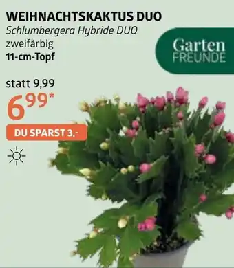 Bellaflora Weihnachtskaktus duo Angebot