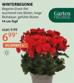 Bellaflora Winterbegonie Angebot