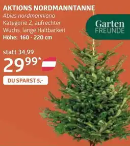 Bellaflora Aktions nordmanntanne Angebot