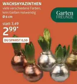 Bellaflora Wachshyazinthen Angebot