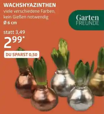 Bellaflora Wachshyazinthen Angebot