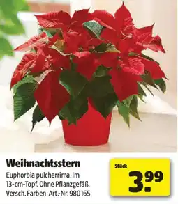 Liebmarkt Weihnachtsstern Angebot