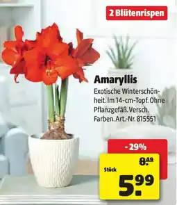 Liebmarkt Amaryllis Angebot