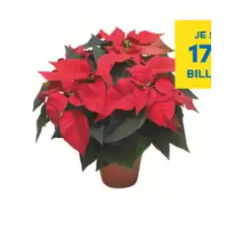 T&G Weihnachtsstern T&G Angebot