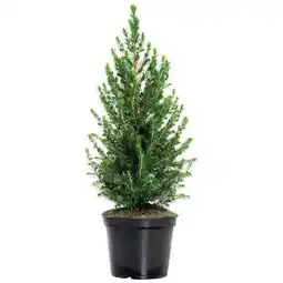 Hellweg Zuckerhutfichte 70-80 cm 303100 HELLWEG Angebot